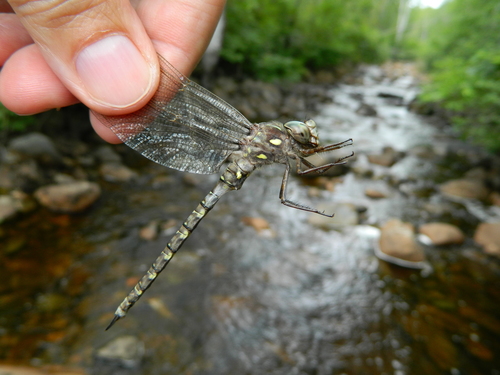 Ocellated Darner