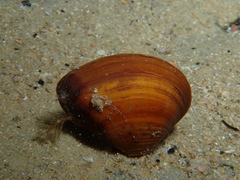 Image of Eucrassatella donacina