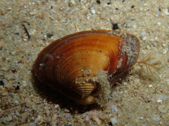 Eucrassatella donacina