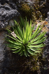 Agave gracielae