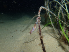 Idiotropiscis australe
