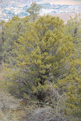 Cupressus nevadensis