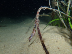 Idiotropiscis australe