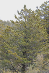 Cupressus nevadensis