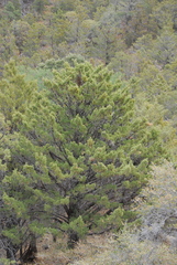 Cupressus nevadensis