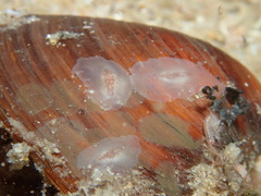 Acoelomorpha