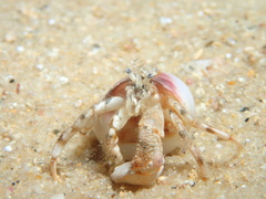 Diogenidae
