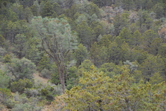 Cupressus nevadensis