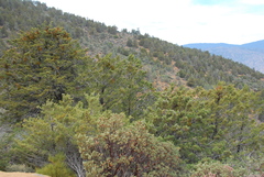Cupressus nevadensis