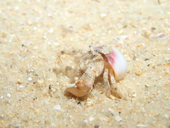 Diogenidae