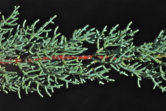 Cupressus nevadensis