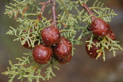 Cupressus nevadensis