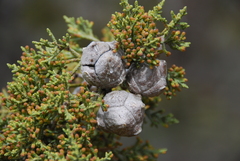 Cupressus nevadensis