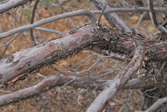 Cupressus nevadensis