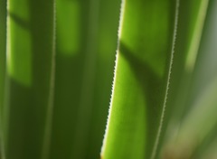 Agave gracielae
