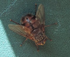 Rutilia