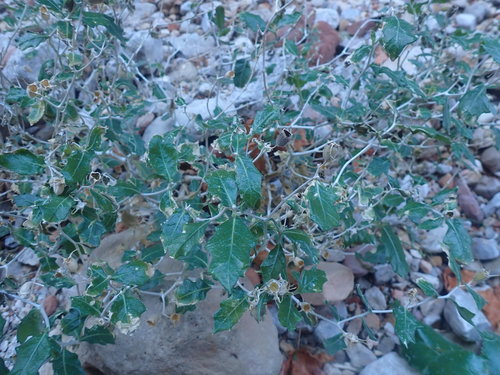 Hualapai Blazingstar (Mentzelia hualapaiensis)