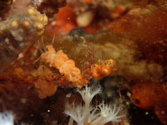 Phyllodesmium