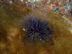 Centrostephanus tenuispinus