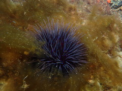 Centrostephanus tenuispinus