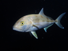 Seriola hippos