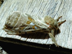 Sthenopis argenteomaculatus