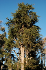 Cupressus pygmaea