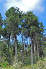 Cupressus pygmaea