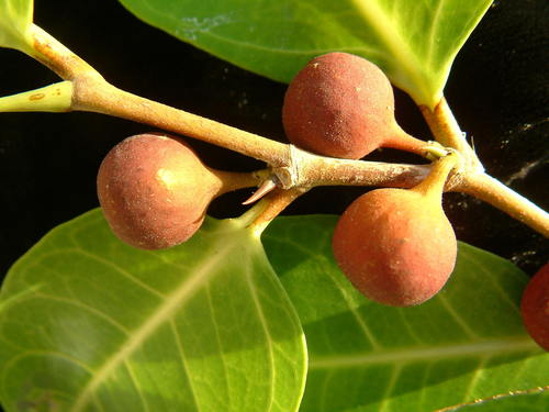Ficus tinctoria observed 2006-10-01