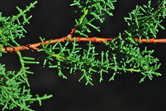 Cupressus pygmaea