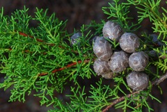 Cupressus pygmaea
