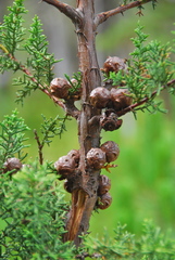 Cupressus pygmaea
