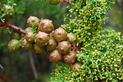 Cupressus pygmaea