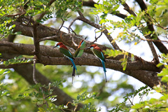 Merops americanus