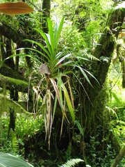 Freycinetia demissa
