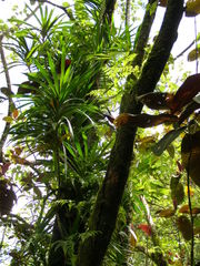 Freycinetia demissa