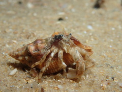 Diogenidae