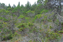 Cupressus pygmaea