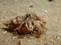 Diogenidae
