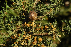 Cupressus pygmaea