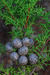 Cupressus pygmaea