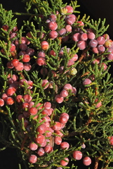 Juniperus arizonica