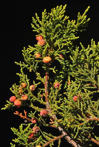 redberry juniper