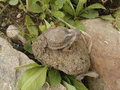 Phrynosoma braconnieri