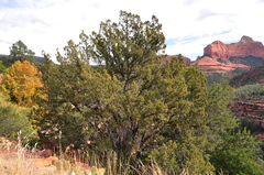 Juniperus arizonica