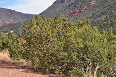 Juniperus arizonica