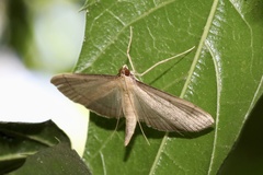 Bradina admixtalis