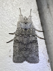 Lithophane viridipallens