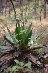 Agave obscura