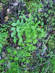Adiantum jordanii image